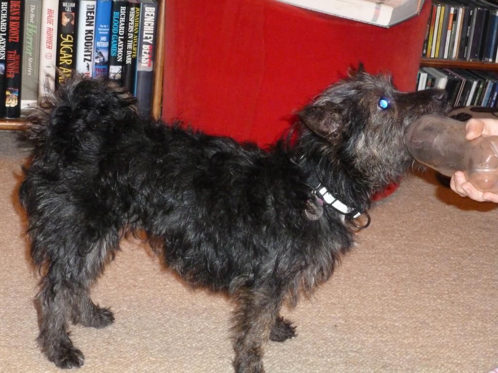 Any thoughts on what combination created this furball. Dog Forum