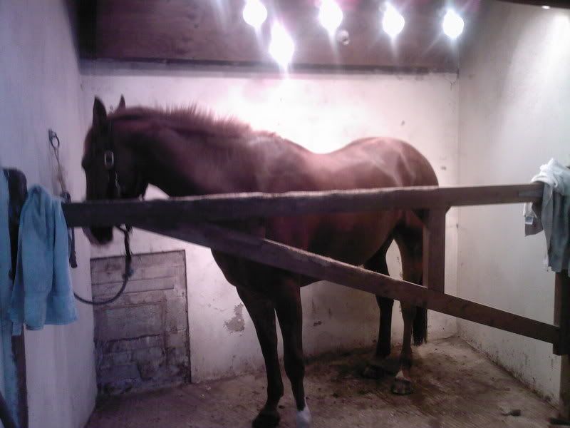 heat lamps for drying horses?