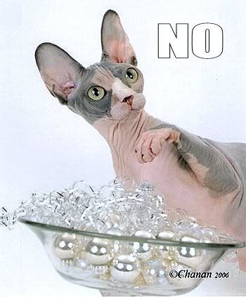 Sphynx says NO Pictures, Images and Photos