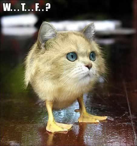 Catduck WTF Pictures, Images and Photos