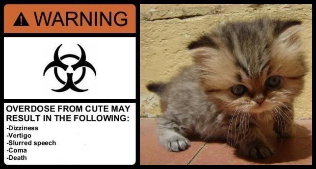 Kitten warning Pictures, Images and Photos