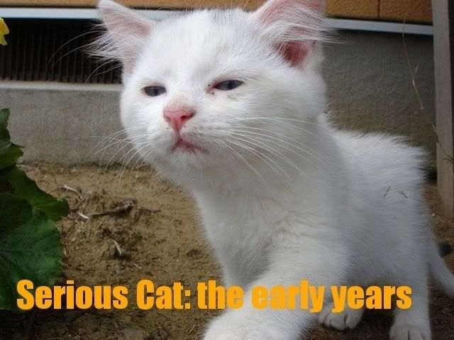 Serious Cat, the early years