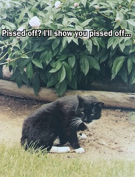 angry cat photo: Pissed off Pissedoff.jpg