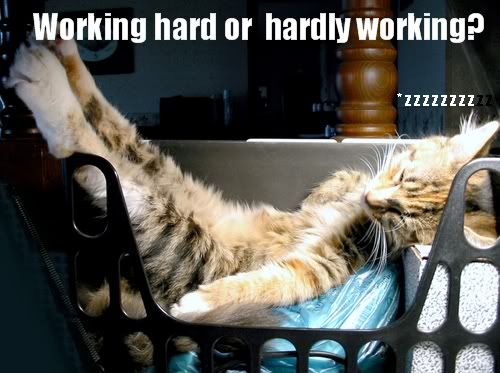Working hard or hardly working? photo Workinghardhardlyworking.jpg