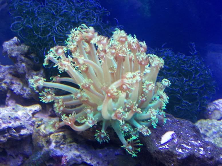 coral001.jpg