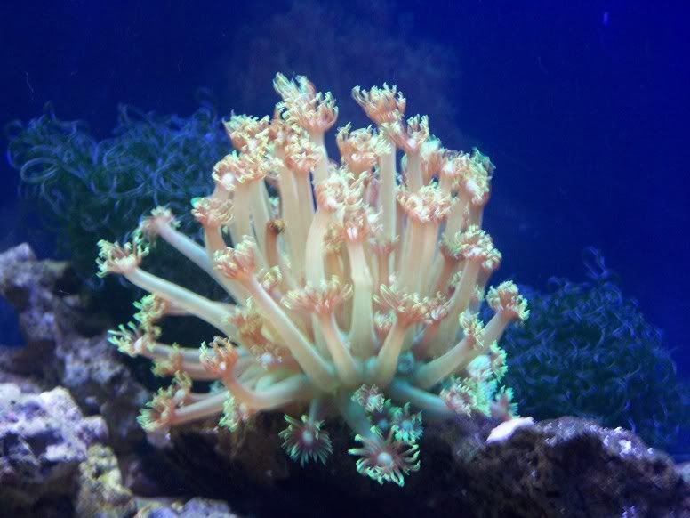 coral002.jpg
