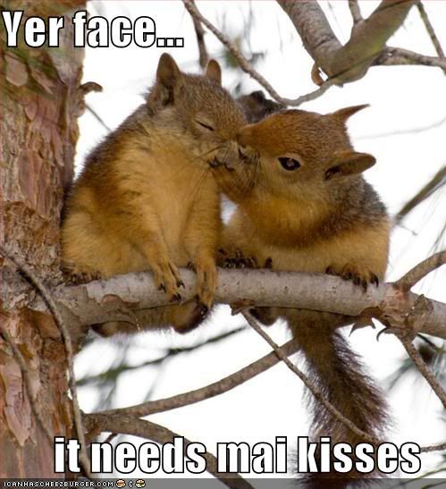 funny-pictures-kissing-squirrels-tr.jpg
