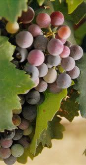 Grapes! Pictures, Images and Photos
