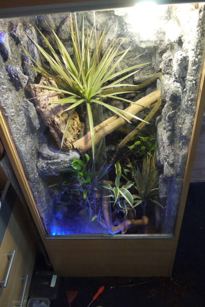 HELP fake rock background ?? Reptile Forums