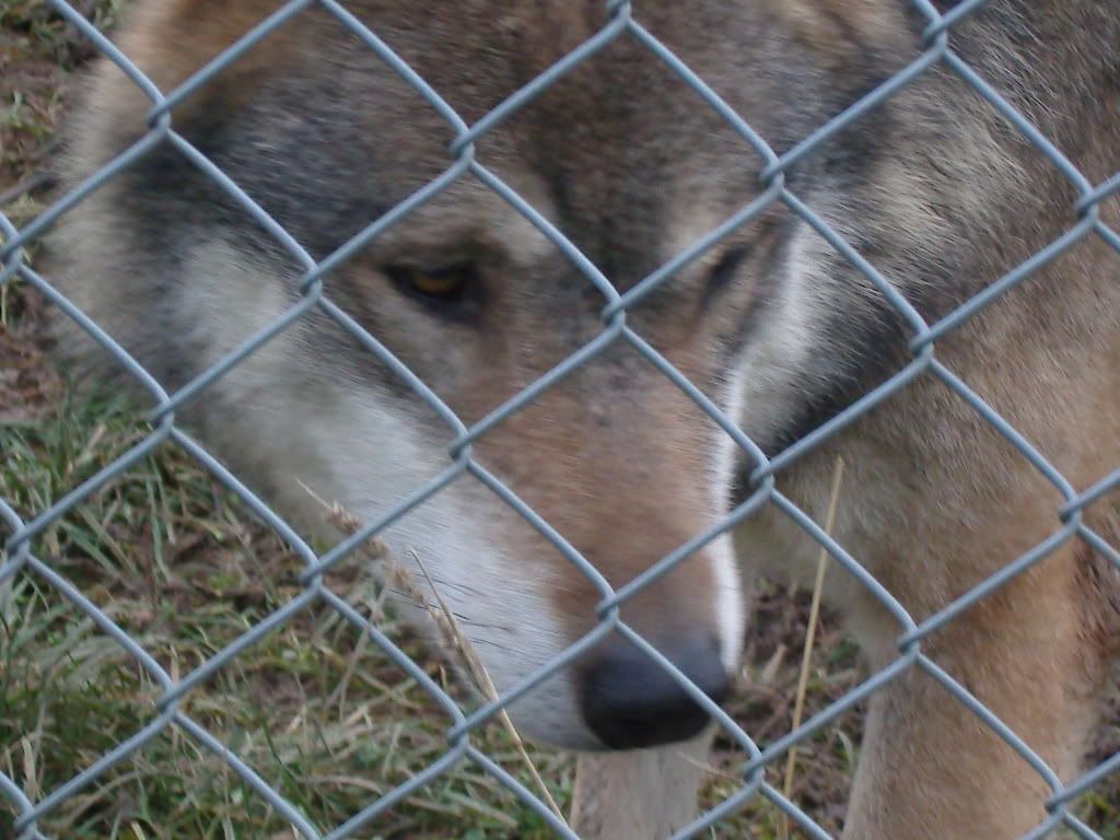 my work with WOLVES !! Reptile Forums