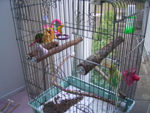 Birdsmallerpics004.jpg