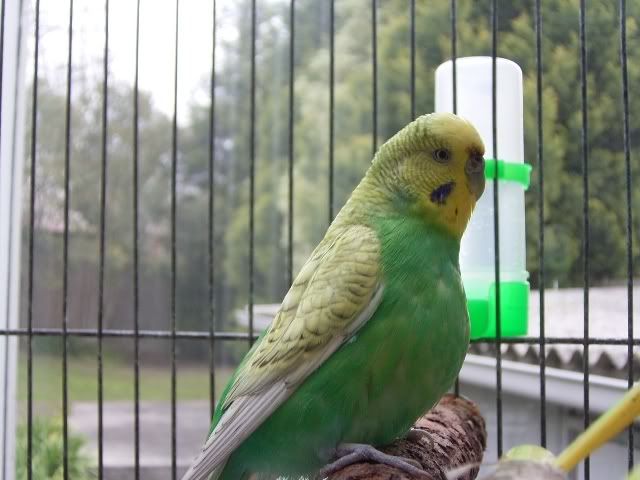 Fluff0008.jpg