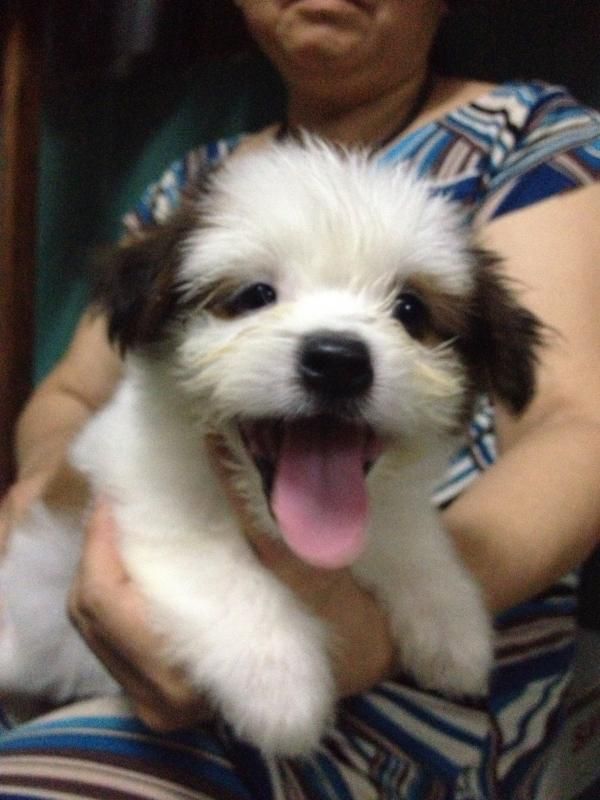 Hồ Chí Minh - Chó Nhật con xinh iu đây!!! - 5