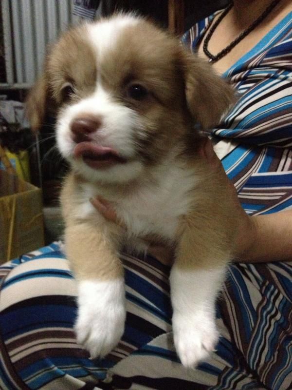 Hồ Chí Minh - Chó Nhật con xinh iu đây!!! - 4