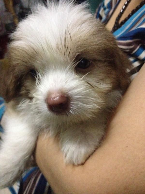 Hồ Chí Minh - Chó Nhật con xinh iu đây!!! - 2