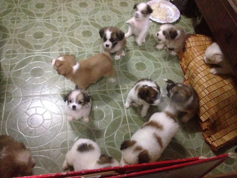 Hồ Chí Minh - Chó Nhật con xinh iu đây!!!