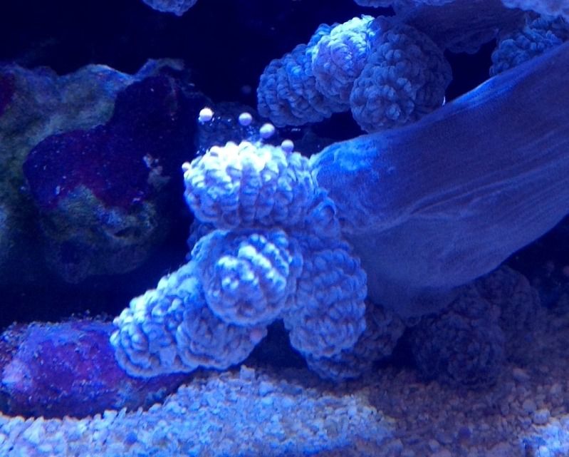 Kenya tree drooping, polyps closed Reef Central Online Community