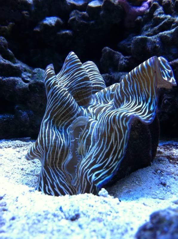 how do clams move Reef Central Online Community