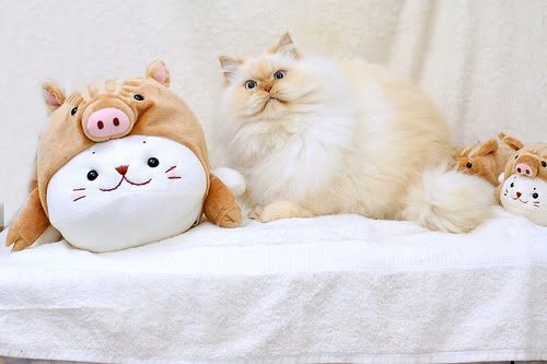 Fat-funny-looking-cat-with-kawaii-plushies.jpg