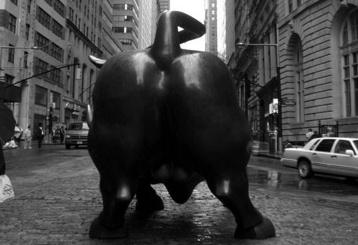 bull.jpg