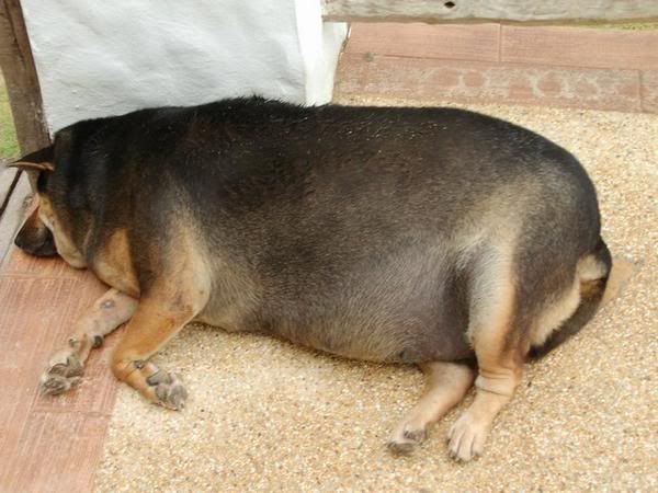 37160-The-fattest-dog-in-the-world-.jpg