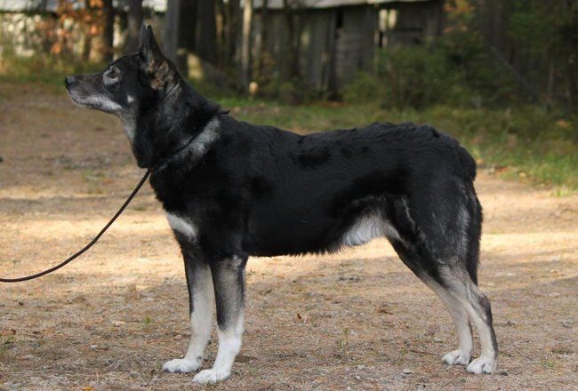 Voima 6,5v