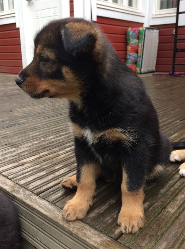 Kimi