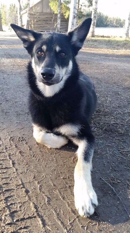 Kaja 9kk
