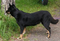 Liekki