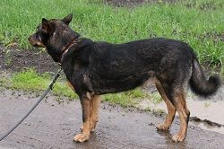 Pääsky
