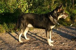 Voima