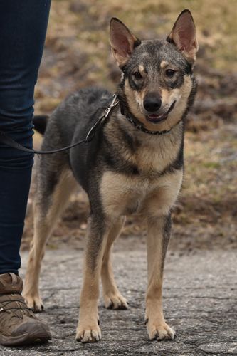Kerttu 11kk