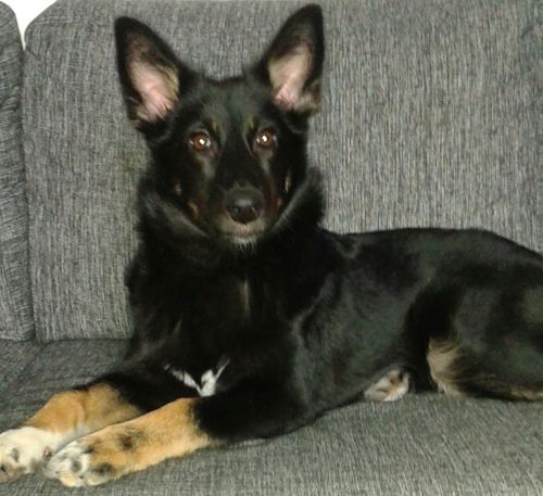 Lila