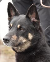 Revo