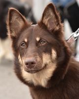 Sylvi