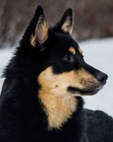 Vinja