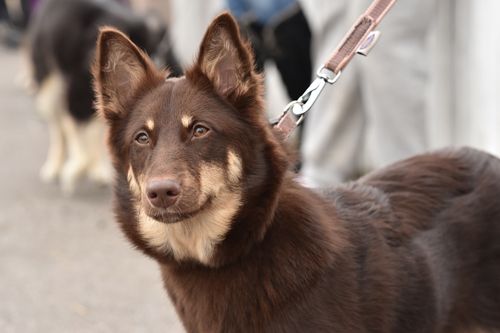 Sylvi