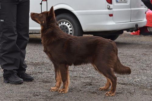 Tarmo