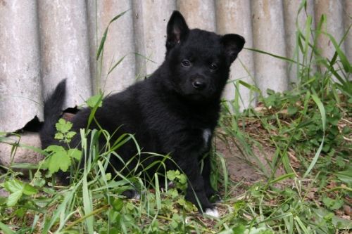 Kero