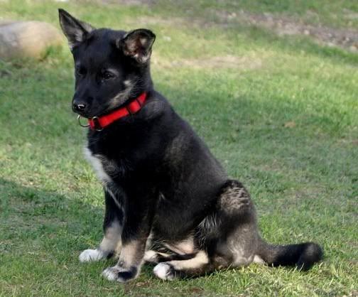 Ruska