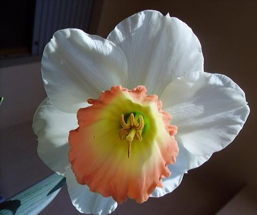 2006-03-23003.jpg