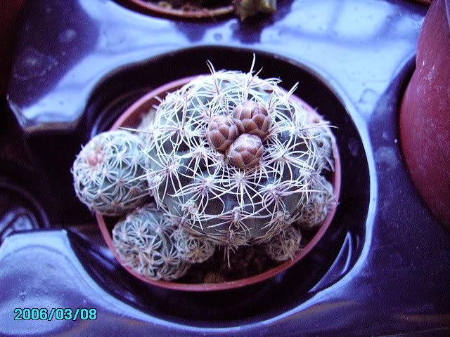2006-03-08008.jpg