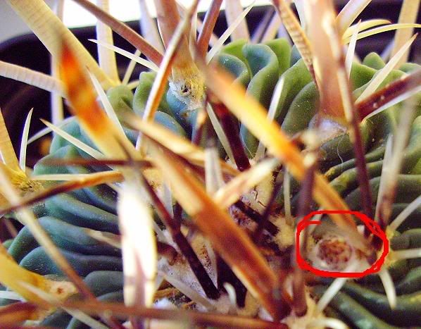 echinofossulocactus001.jpg
