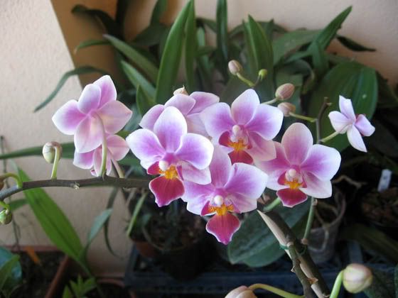 Phalaenopsis hyb.