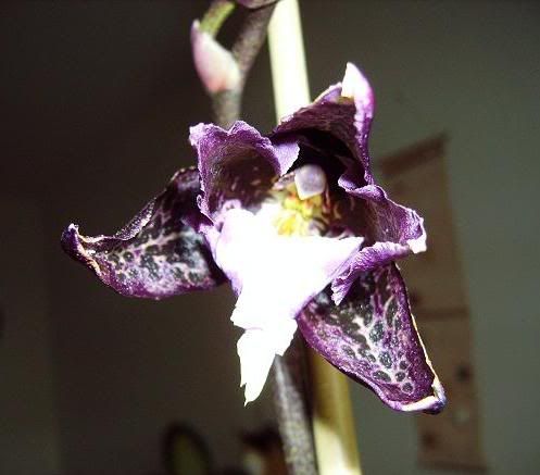 odontoglossum001.jpg