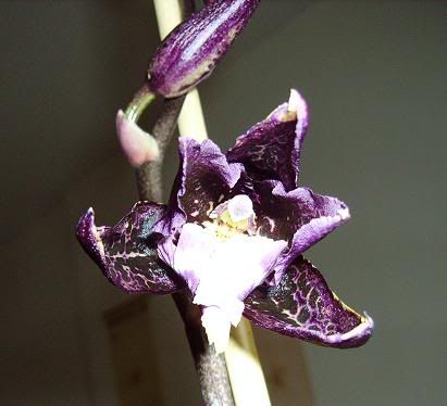 odontoglossum002.jpg