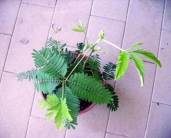 2006-07-07014.jpg