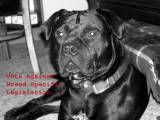 Pit Bull Pictures