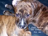 Pit Bull Pictures