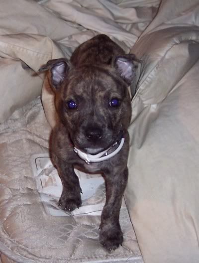 Pit Bull Pictures